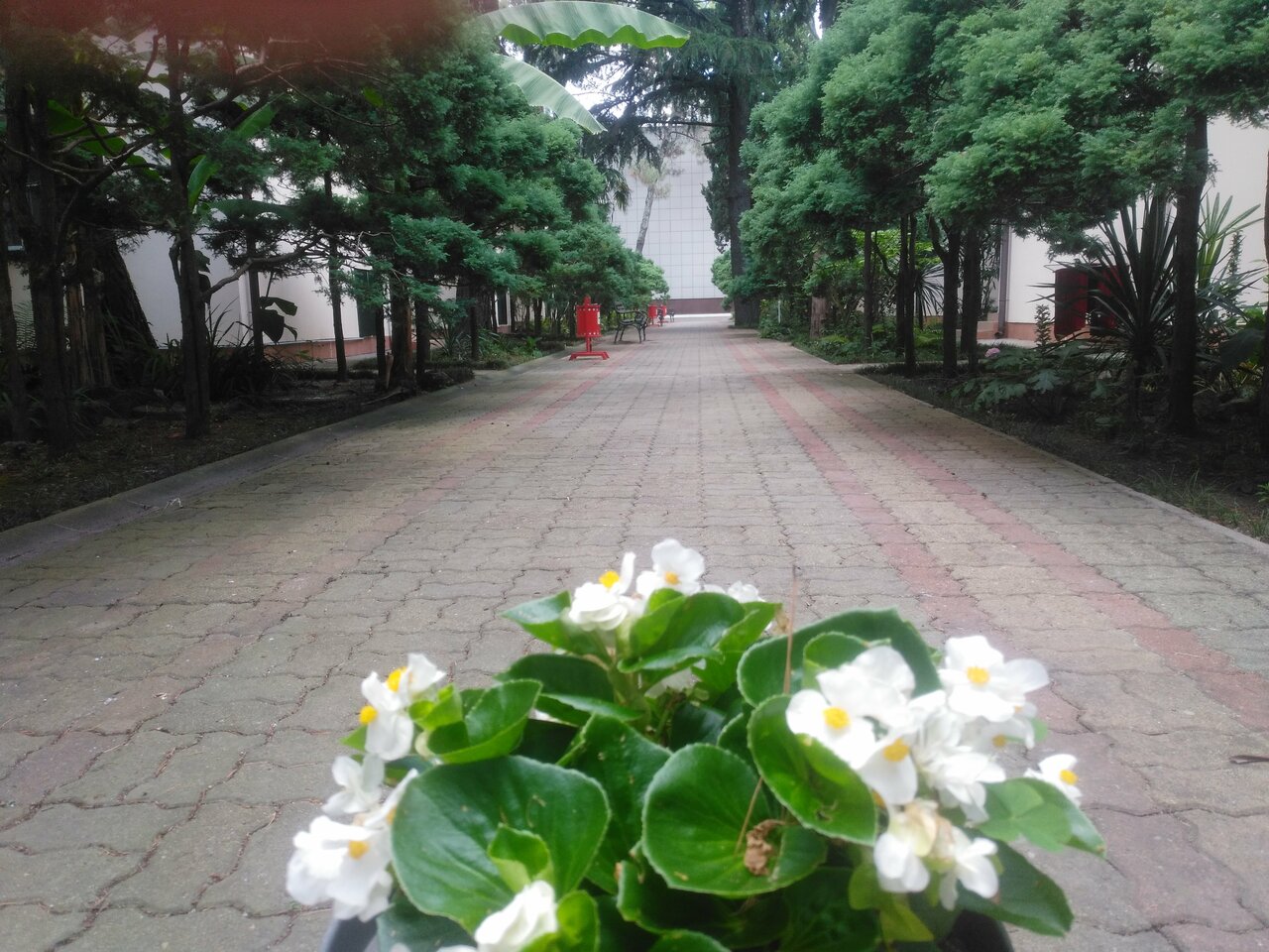 Гостиница Адлер Адлер-252