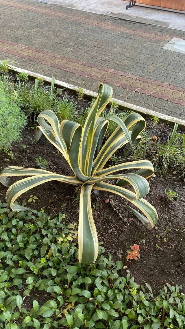 Гостиница Адлер Адлер-75