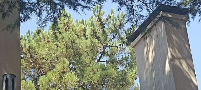 Гостиница Адлер Адлер-37